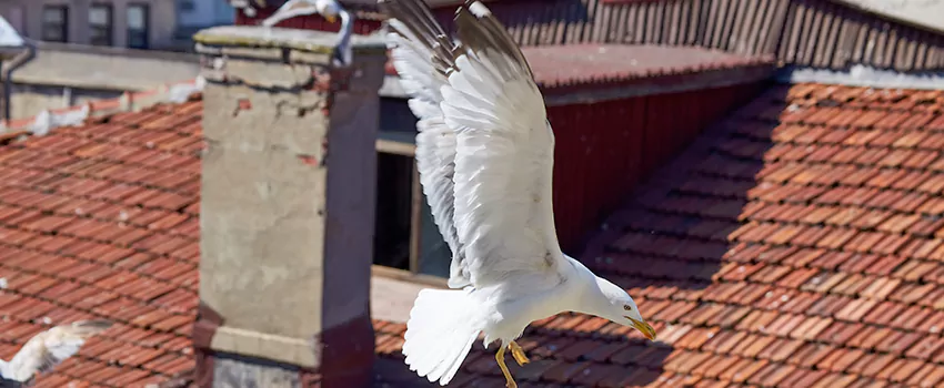 Residential Chimney Animal Removal Solution in Ferndale, MD