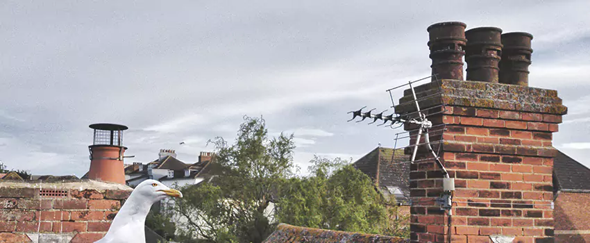 Chimney Cleaning And Restoration in Ferndale, Maryland